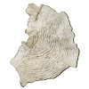 rendered image of agaricia speciosa