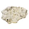 rendered image of pavonia decussata