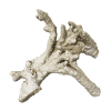 rendered image of Acropora prolifera
