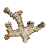 rendered image of Pocillopora molokensis