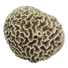 rendered image of Goniastrea favulus