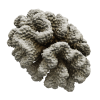 rendered image of Pocillopora meandrina