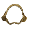 rendered image of Carcharhinus altimus