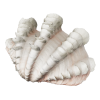 rendered image of tridacna sp