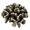 rendered image of Pocillopora grandis