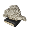 rendered image of montipora danae