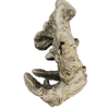 rendered image of madrepora cuneata