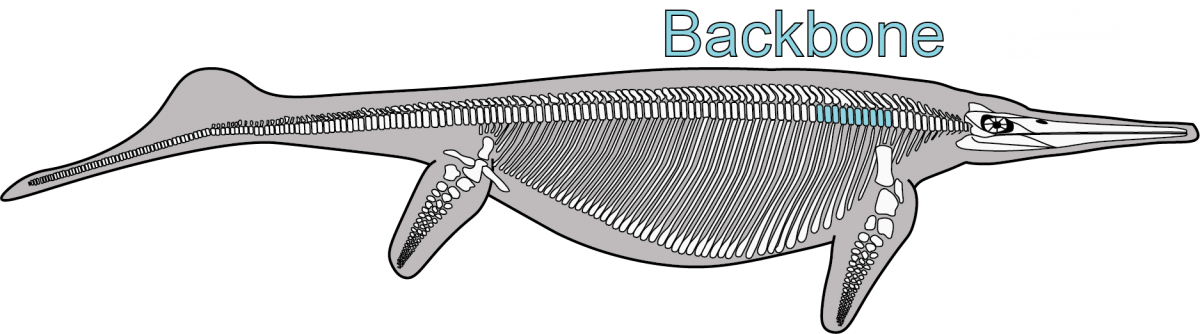 Diagram of the skeleton of Shonisaurus showing part of the backbone that is preserved in the fossil quarry.