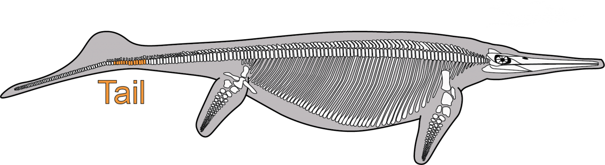 Diagram of the skeleton of Shonisaurus showing part of the tail that is preserved in the fossil quarry.