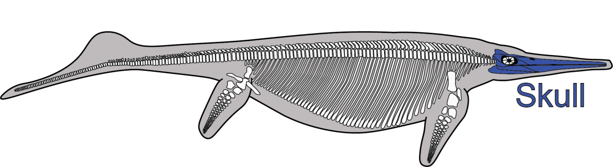 Diagram of the skeleton of Shonisaurus showing part of the skull that is preserved in the fossil quarry.