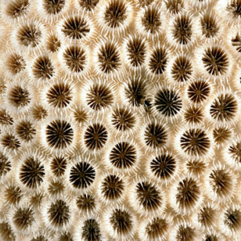 corallite close-up