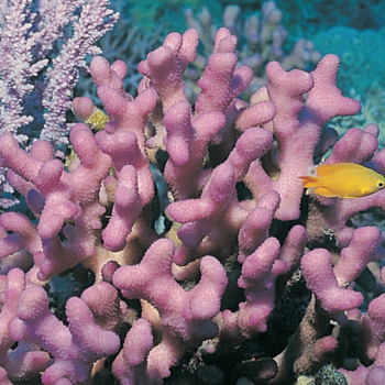 purple coral colony