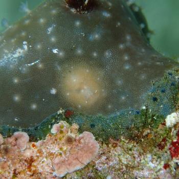 picture of sea slug
