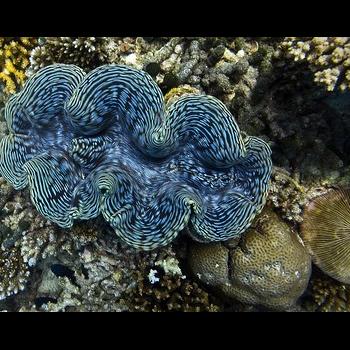 blue living giant clam
