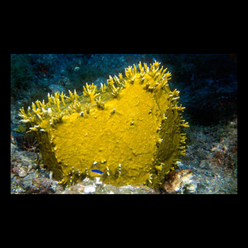 living yellow coral
