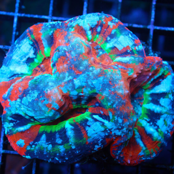 colorful coral under flourescent light