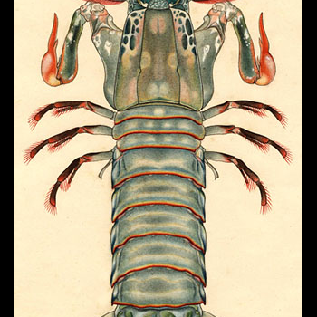 drawing of mantis shrimp