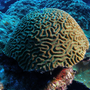 picture of coral massive growth form