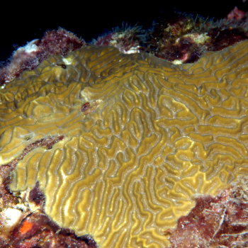 picture of encrusting coral