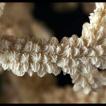 coral branch