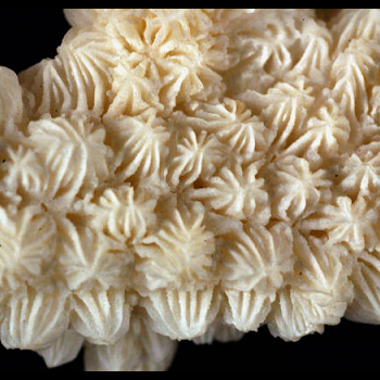 coral branch close-up
