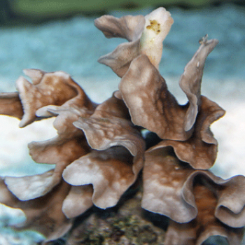 Photo of living coral colony