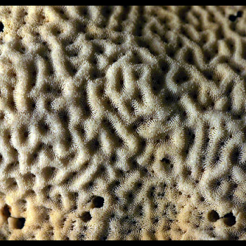 coral ridges close-up