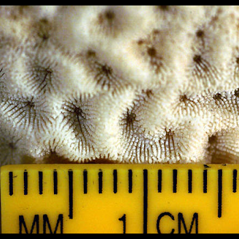 showing coral scale
