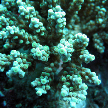 Living coral colony