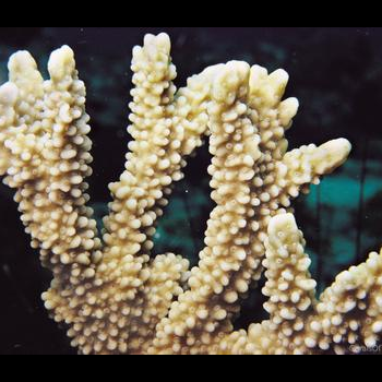 branchse of living coral colony