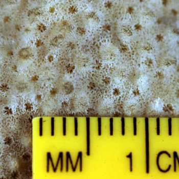 showingn close-up coral scale