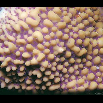 surface of living coral colony