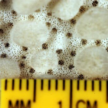 coral scale close-up
