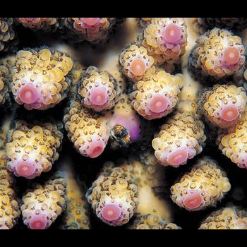 corallite close-up