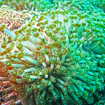 living coral colony