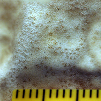 showing coral scale