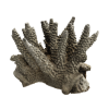 rendered image of Acropora cervicornis