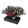 rendered image of acropora secale
