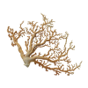 rendered image of corallium sp