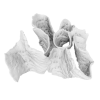 rendered image of pavonia praetorta