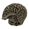rendered image of Diploria labyrinthiformis